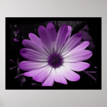 Copie pourpre de fleur de marguerite affiches