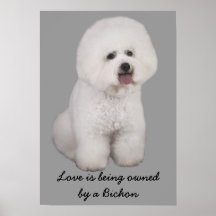 Copie précieuse de Bichon Frise Posters