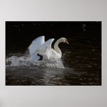 Copie propre de cygne affiches