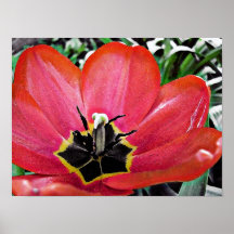 Copie rouge de toile d'art de tulipe posters