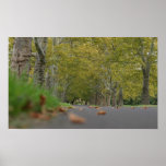 Copie tranquille de photo d'arbres posters