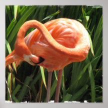 Copie tropicale de flamant posters