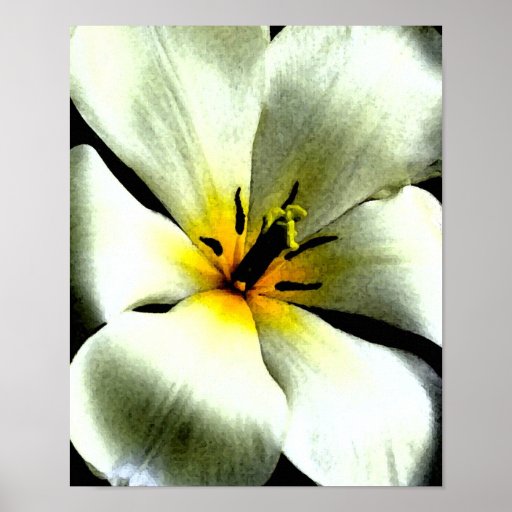 Copie tropicale de toile de fleur blanche poster