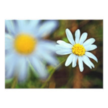 Copies de photo "de marguerites pures et innocente