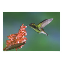 Coppery-headed Emerald, Elvira cupreiceps,