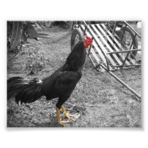Coq B&W with red and yellow Photo Print
