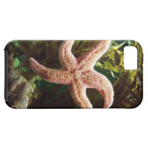 Coque iphone d'étoiles de mer coques Case-Mate iPhone 5