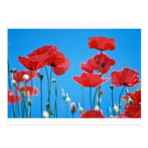 Coquelicots de Provence Carte Postale