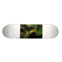 Coqui board skate board deck