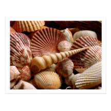 Coquillages Cartes Postales