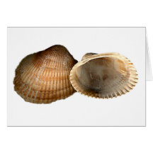 Coquillages d'été carte de vœux
