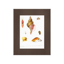 Coquillages populaires dessinant la toile d'art vi impressions sur toile