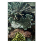Corail Cartes