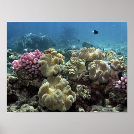 Corail, récif d'Agincourt, la Grande barrière de c Affiches