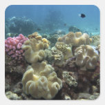 Corail, récif d'Agincourt, la Grande barrière de c Autocollants Carrés