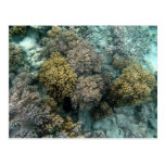 Corail vivant cartes postales
