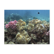 Coral, Agincourt Reef, Great Barrier Reef, Post Card