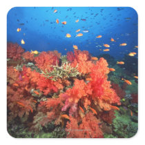 Coral and fish sticker