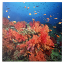 Coral and fish tile