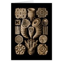 Coral Cards