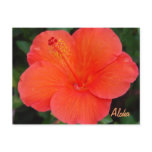 Coral Coloured Hibiscus Postcards