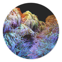 Coral Colourful