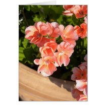 Coral geraniums greeting cards