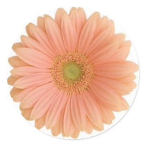 Coral Gerbera Daisy Sticker