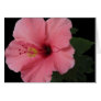 Coral Hibiscus Cards