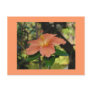 Coral Hibiscus Postcards