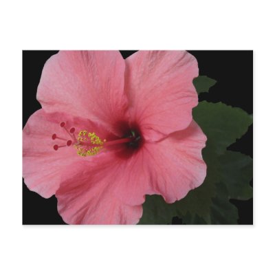 Coral Hibiscus Postcards by charlesblack7