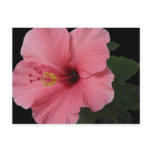 Coral Hibiscus postcards