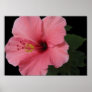 Coral Hibiscus Poster