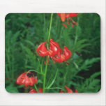 Coral Lily, (Lilium Pulmium) flowers Mouse Pad