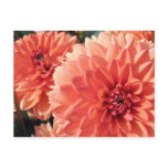 Coral Orange Dahlia Postcards