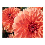 Coral Orange Dahlia Postcards