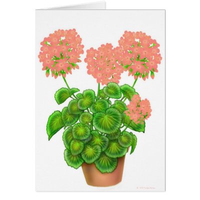 Coral Pink Geranium Flowers Card by twopurringcats