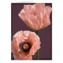 Coral Poppies Card