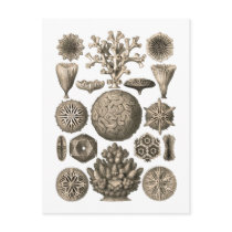 Coral Postcard