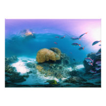 Coral Reef Near Heron Island Announcements