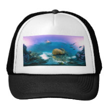 Coral Reef Near Heron Island Hat