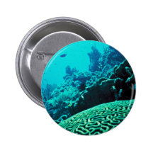 Coral Reef Pin