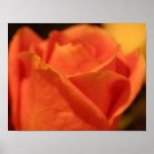 Coral Rose Canvas Print