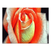 Coral Rose Photo Print