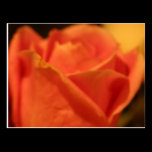 Coral Rose Postcard postcards