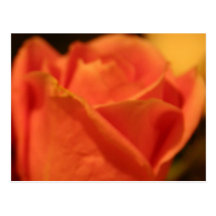 Coral Rose Postcard