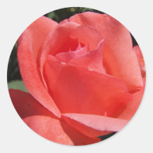 Coral rose round sticker