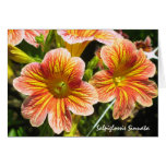 Coral Salpiglossis Sinuata Flower Card