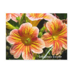 Coral Salpiglossis Sinuata Flower Postcard
