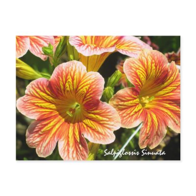 Coral Salpiglossis Sinuata Flower Postcard by ggbythebay